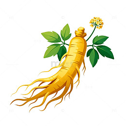 人参植物插图素材