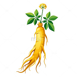 人参植物插画素材