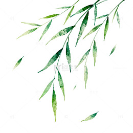 水墨风格柳叶插画
