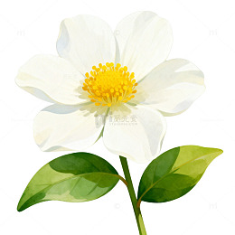 插画风格白色山茶花图案