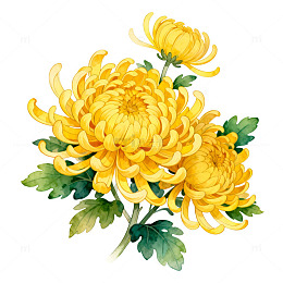 菊花绘画素材