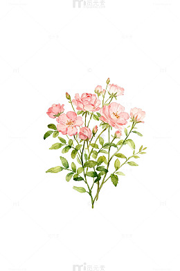 水彩花卉插画素材