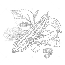 苦瓜山药黄芪西梅桑叶玉米须手绘线稿图