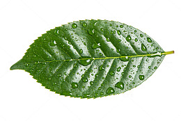 绿色树叶水滴高清