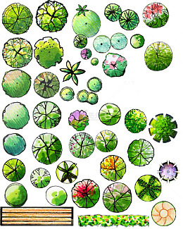 园林景观设计植物素材插画