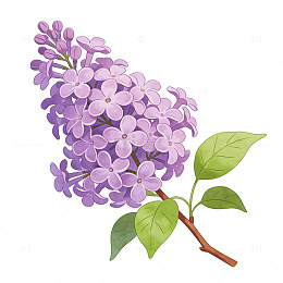 紫色丁香花插画设计素材
