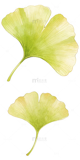 清新手绘风格银杏主题插画