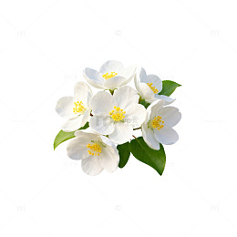 清新茉莉花束插画设计素材