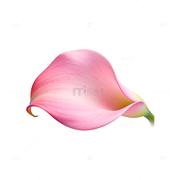 粉色马蹄莲插画素材