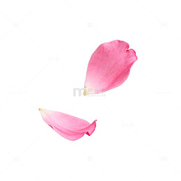 粉色花瓣唯美浪漫背景设计素材