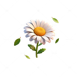 简约风雏菊插画设计素材