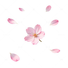 粉色樱花飘落素材
