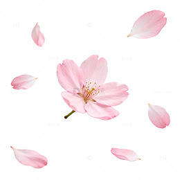 清新樱花飘落矢量图