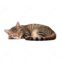 卡通猫咪休息图