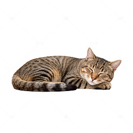 慵懒猫咪休息瞬间