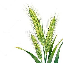 清新绿色小麦插画素材