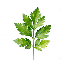 绿色植物叶片插画素材