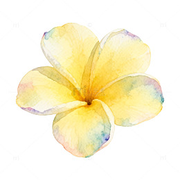 水彩黄花花卉装饰画