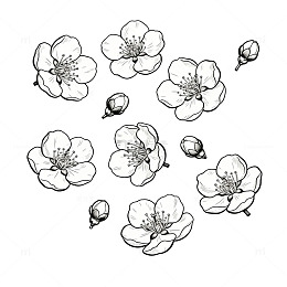 散落单朵梅花线稿元素