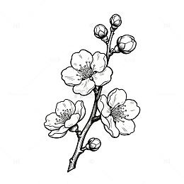单枝竖向梅花线稿装饰素材