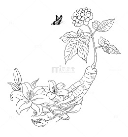 人参百合蝴蝶黄芪手绘线稿图