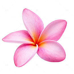 粉红鸡蛋花清新自然图片