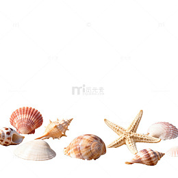 海滩贝壳星形