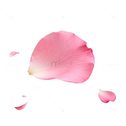 粉色玫瑰花瓣透明背景设计素材