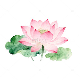 水彩荷花艺术插画设计素材