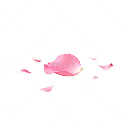 简约粉色玫瑰花瓣