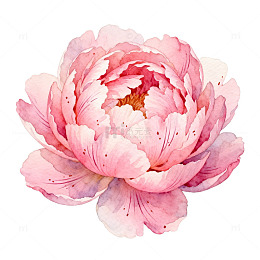 水彩牡丹花卉插画