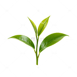 绿茶嫩芽特写片