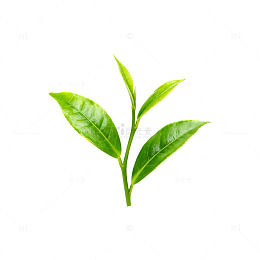 清新绿茶嫩叶特写素材