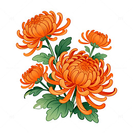 手绘菊花插画