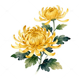 金黄菊花手绘插画