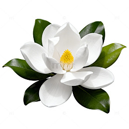 清新白玉兰花插图