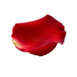 鲜艳红玫瑰花瓣特写