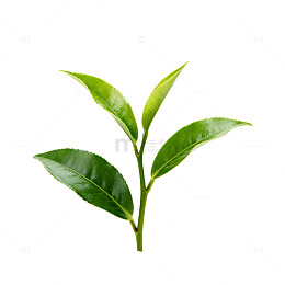 清新绿茶嫩叶特写