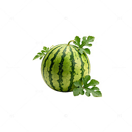 西瓜插图水果插画素材