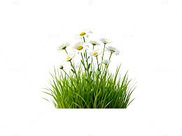 清新田园风雏菊绿植壁纸