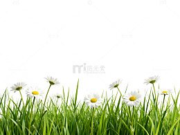 田园风雏菊草地自然风光图