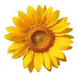 向日葵特写花卉素材