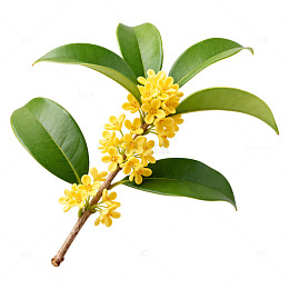 桂花插画设计素材