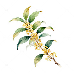 桂花树枝水墨画