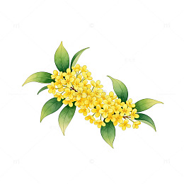 桂花插画透明背景