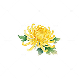 水彩菊花插画