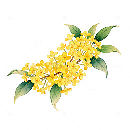 清新水彩桂花插画