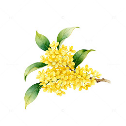 水彩画桂花枝条插画