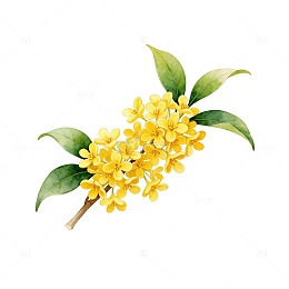 桂花盛开