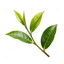 清新茶叶枝条插图